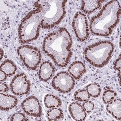 FAM104B Antibody, Novus Biologicals 0.1mL; Unlabeled:Antibodies, Polyclonal